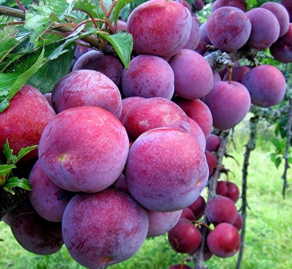 Giống Mận Tam Hoa - Loại cây ăn trái cho quả căng mọng, hấp dẫn giàu dinh dưỡng
