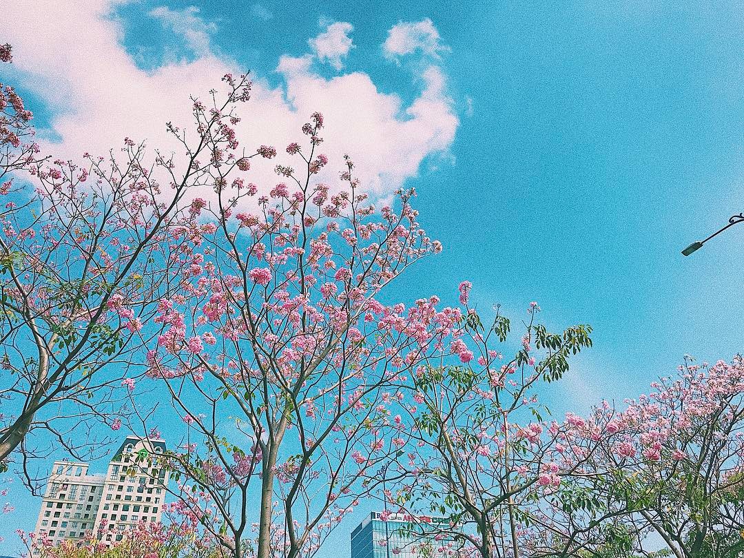Hoa kèn hồng – cô gái mộng mơ giữa lòng Sài Gòn