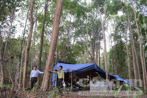 Rừng gỗ trắc độc nhất vô nhị ở Việt Nam kêu cứu