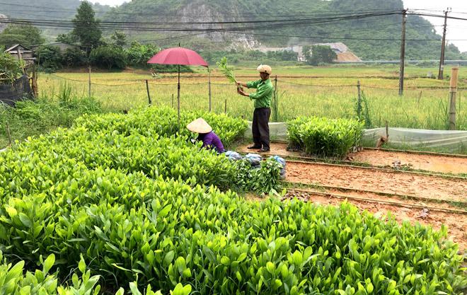 Vườn ươm Đông Nam Bộ - Cơ sở phân phối giống cây ăn quả đảm bảo chất lượng tại Đồng Nai
